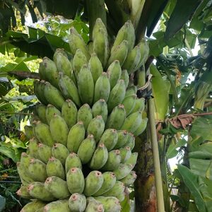 ムッチリ食感！沖縄県産アップルバナナ 2kg バナナ フルーツ 果物 無農薬 banana 沖縄市 / タカエス フルーツ＆ベジタブル[BCBH001]