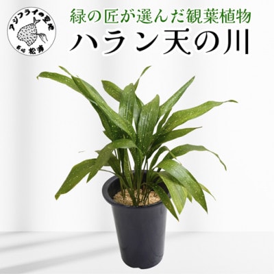 緑の匠が選んだ観葉植物　素敵な空間づくりに　ハラン天の川【配送不可地域：離島】【1637428】