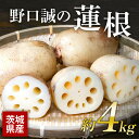 【ふるさと納税】野口誠の蓮根 約4kg れんこん レンコン 蓮根 野菜 57-A