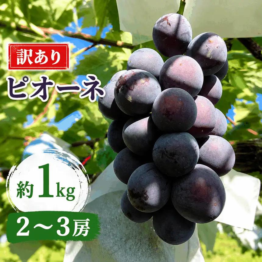 先行受付【訳あり】ピオーネ 約1kg 2～3房 2026年9月中旬～10月下旬発送予定［新規就農者応援コース 幸作会］果物 フルーツ ぶどう 不揃い 規格外 定長野県産 信州産 冷蔵便 小布施町［K-519］
