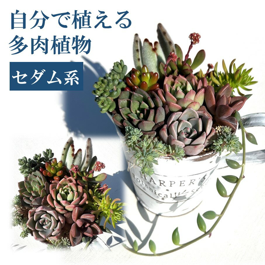 【ふるさと納税】自分で植える多肉植物/セダム系苗※ピンセット付きAセット