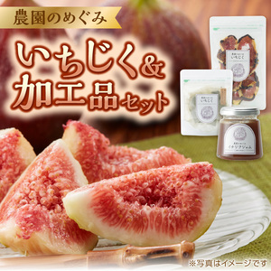 期間限定【農園のめぐみ】甘味が凝縮いちじく750g×2・いちじく加工品セット《 数量限定 限定 果物 くだもの フルーツ いちじく 無花果 送料無料 》【2402C08211】