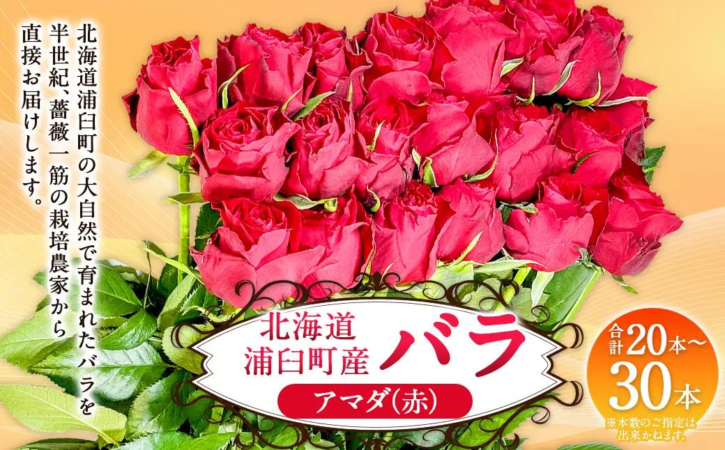 バラ アマダ（赤）（20‐30本）| 花 薔薇 ローズ 生花 赤 贈り物 プレゼント ギフト【2026年11月下旬頃迄発送予定】