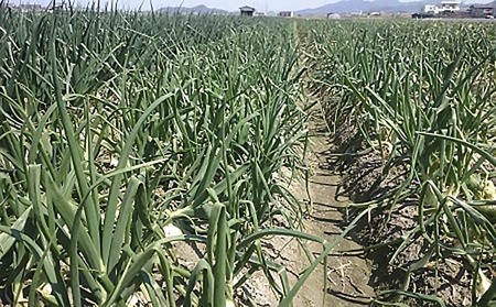 【youふぁーむ】【新玉予約】淡路島産新玉ねぎ ３kg ◆配送2月中旬～