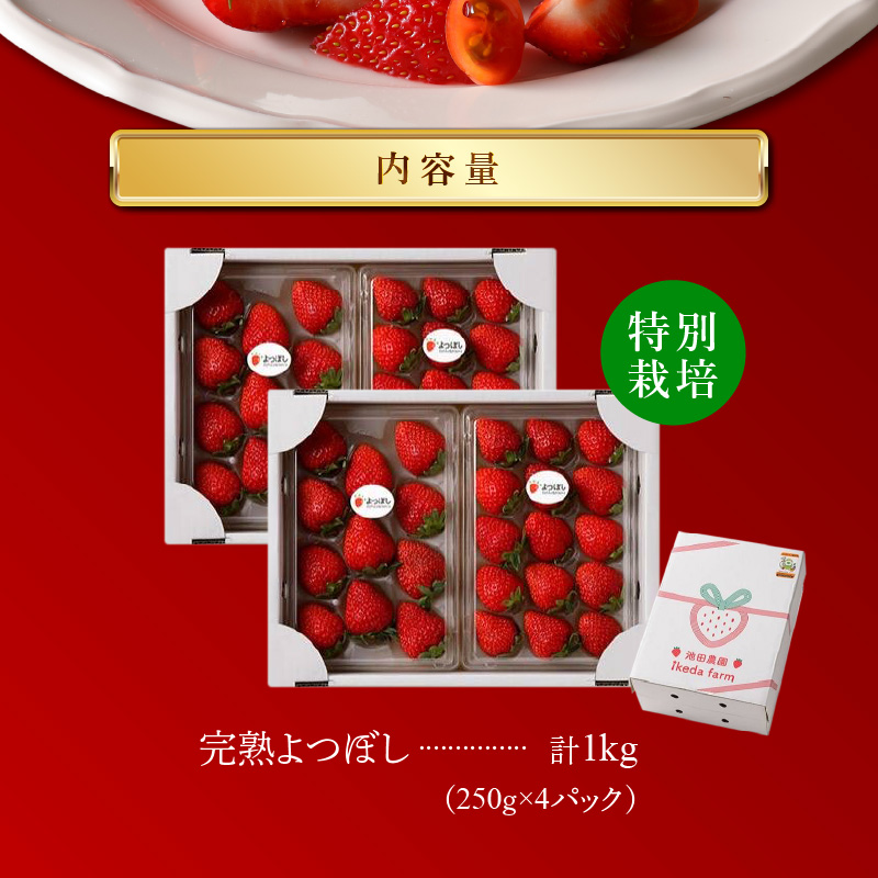 池田農園の特別栽培完熟よつぼし　250g×4パック_池田農園 特別栽培 完熟 よつぼし 250g × 4パック 濃厚 甘い 安心安全 栄養価が高い 福岡エコ農産物 いちご 果物 フルーツ スイーツ い