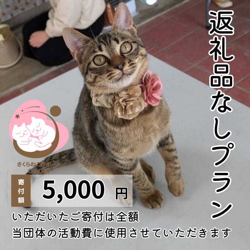 【ふるさと納税】選べる金額 保護猫活動を応援！返礼品無し (お礼状送付) 保護猫