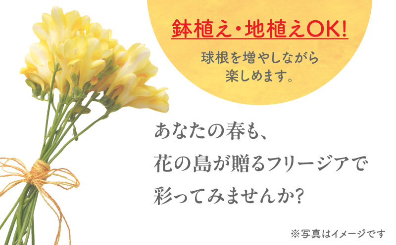 フリージア球根（黄色）1kg　C076-001-02