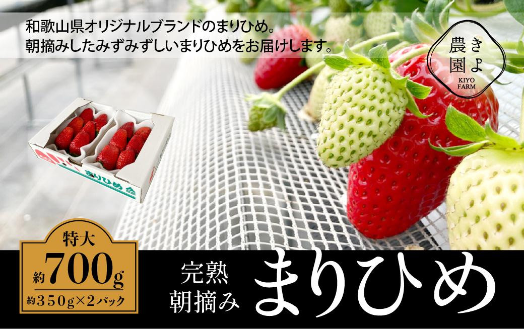 
            特大まりひめイチゴ 朝摘 6個～11個入×2パック［2026年1月中旬頃より発送］［先行予約］［KT3］
          