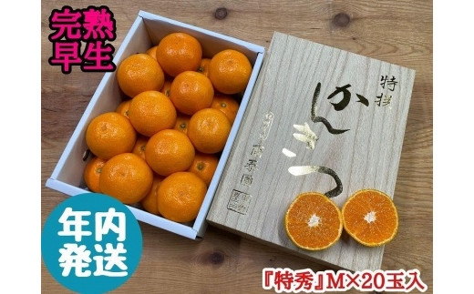 
年内発送 完熟早生 有田みかん 化粧小箱 特秀 M サイズ 20玉入
