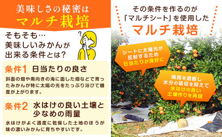 マルチみかん うまか 2箱(約4.4kg) みかん