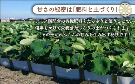 【先行予約】やみつきになる甘さ！ 松尾青果のこだわり白石れんこん 約1kg（500g×2袋入り）【松尾青果】蓮根 レンコン 泥付き 根菜 野菜 佐賀県産 [IBD002]