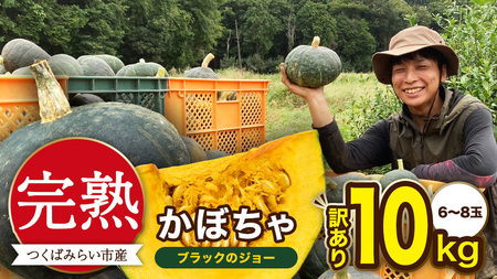 【 訳アリ 】完熟かぼちゃ ブラックのジョー 10kg（6～8玉）