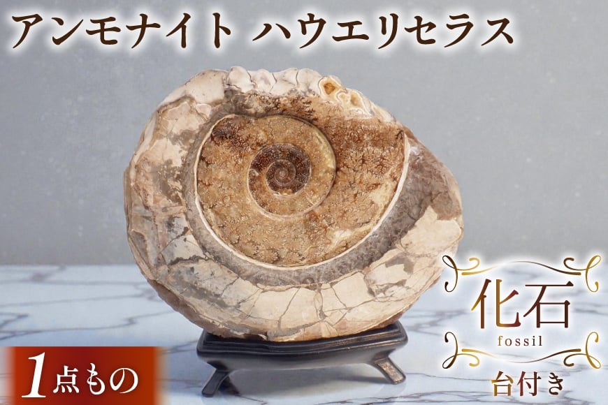
                  化石 ハウエリセラス 羽幌産 アンモナイト 台付き [加藤樹石苑 北海道 歌志内市 01227an022] 1点物 北海道産 インテリア 置物 コレクション 鉱石
                