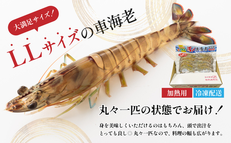【鹿児島県産】冷凍 車海老 LLサイズ 300g （加熱用） 車エビ 車えび くるまえび 海老 エビ えび 海の幸 海鮮 九州 国産 魚介 魚介類 真空パック 天ぷら エビフライ エビチリ 冷凍 南さ
