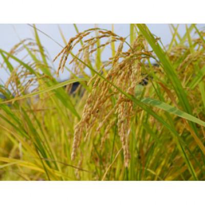 ふるさと納税 防府市 【2ヵ月毎定期便】栽培期間中農薬不使用玄米 朝日 5kg全6回 |  | 01