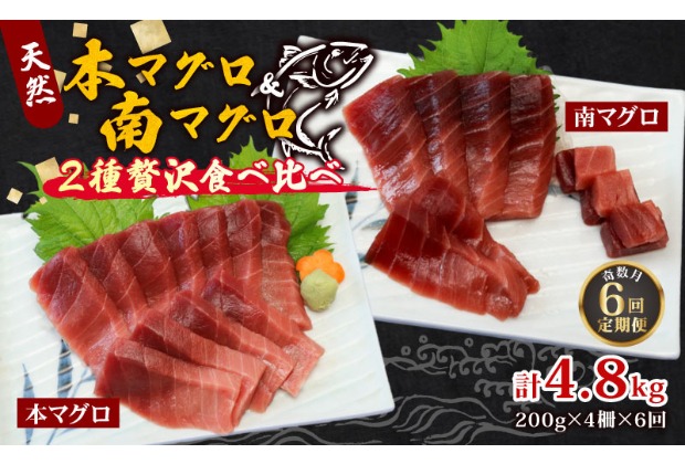 【６回定期便】本マグロ 南マグロ 中トロ 各２柵 奇数月 まぐろ 鮪 鮮魚 刺身 寿司 高級 食べ比べ