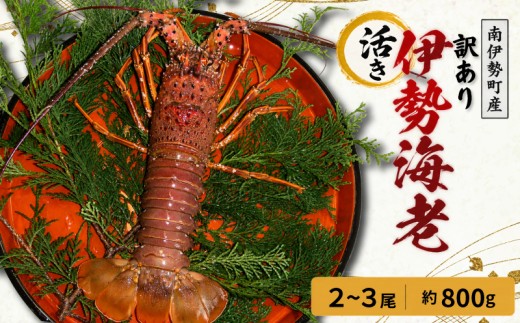 訳あり 活き 伊勢海老  2～3尾 計 約800g (冷蔵) / 海鮮 海の幸 海老 伊勢海老 伊勢えび BBQ 刺身 焼き物 お味噌汁 鍋 魚介類 刺身 刺し身 国産 産地直送 いせえび 鍋 ebi iseebi 50000円以下 五万円以下 海宝水産