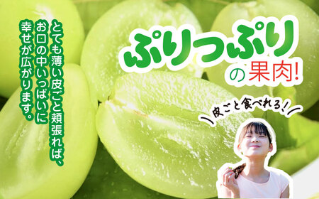 【2026年発送】シャインマスカット 700g (1房) 