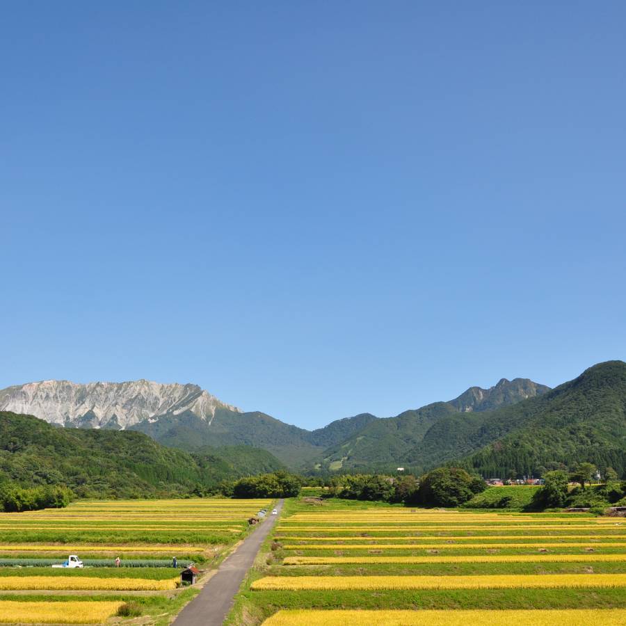 奥大山江府米　鳥取県産きぬむすめ　5kg　3か月