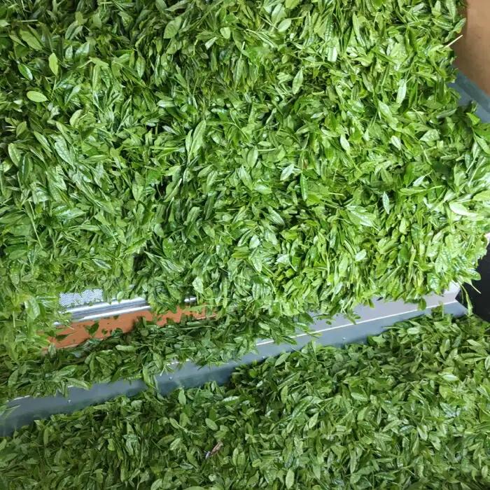 紅茶 うれしの紅茶生産者KJセット NAP003 