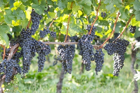 煌めきワイン一番星（赤）1本｜ ワイン 赤ワイン 720ml 純国産 アルコール 酒 国産ワイン 愛知 愛知県 岐阜 尾張