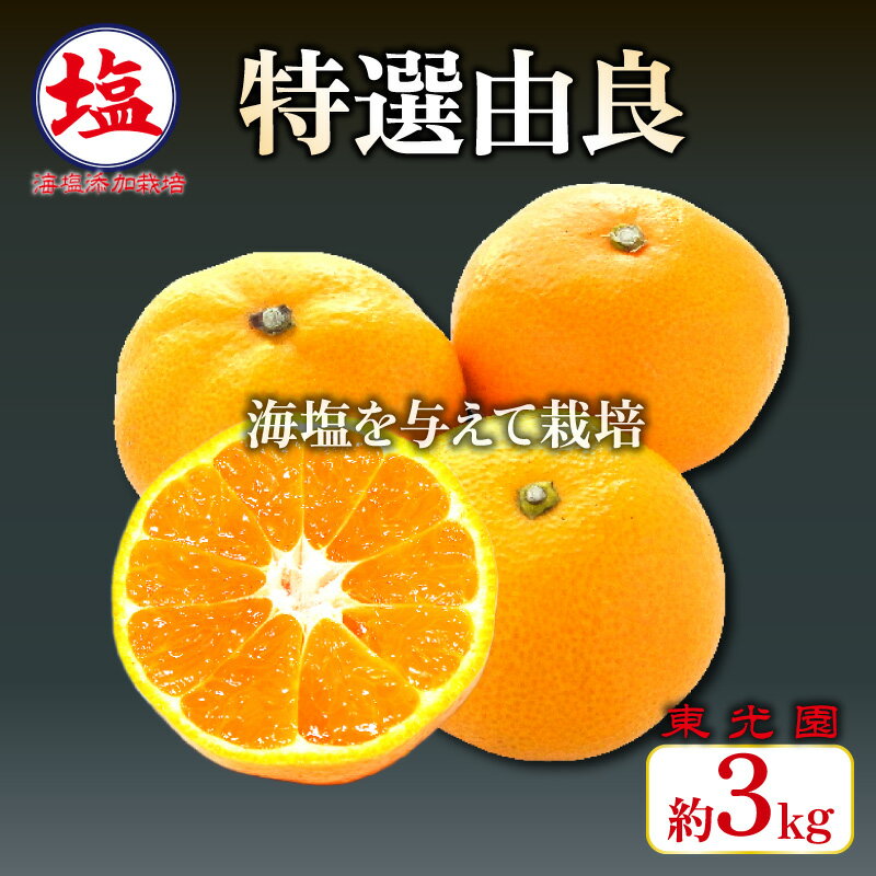 【ふるさと納税】 海塩を与えて栽培した 特撰 !! 由良みかん 予約受付 10月中旬 順次発送 みかん 由良 計 3kg 傷み補償分 200g含 蜜柑 柑橘 オレンジ 果物 フルーツ 沼津市 静岡県
