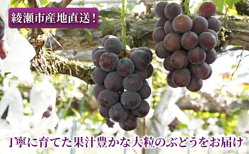 大玉 高級品種ぶどう 藤みのり 2房 ぶどう 藤稔 神奈川県 綾瀬市産 果物 フルーツ 最高級 品質 甘い 産地直送 果汁 贈り物 ギフト