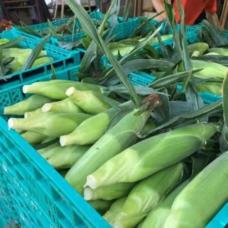 【茨城県産】マルカファームの朝採れ「とうもろこし」10本セット【配送不可地域：離島・沖縄県】【1741692】