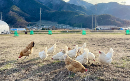 信州さらしな 放飼養鶏！3種の有精卵 詰め合わせセット S|卵