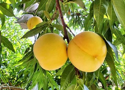 桃（黄貴妃）５ｋｇ　特秀品　0106-2405