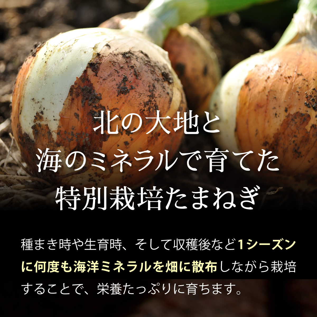 真珠の玉葱 特別栽培Lサイズ5kg ≪海のミネラルで育てた特別栽培玉葱≫【50101】