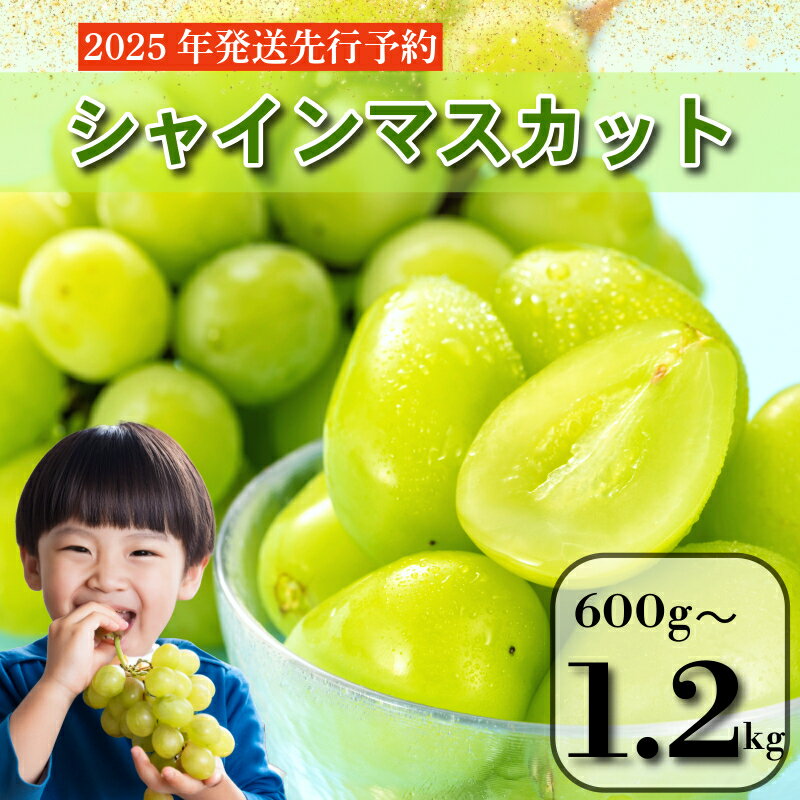 【ふるさと納税】 【2025年9月順次発送】 シャインマスカット 約600g～1.2kg 1房/2房 産地直送 季節限定 ぶどう ブドウ くだもの 中国・四国地方 四国 徳島 小松島 マスカット 高級シャインマスカット 化粧箱入り 8月 9月 10月 11月 発送 フルーツ 先行予約 送料無料