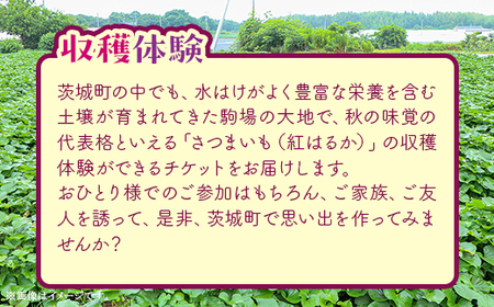 491 さつまいも掘り 体験チケット （４名まで利用可能）