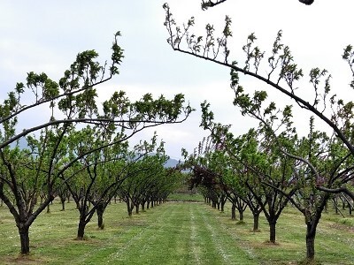 すもも（秋姫）１.２ｋｇ　ご家庭用　0012-2605