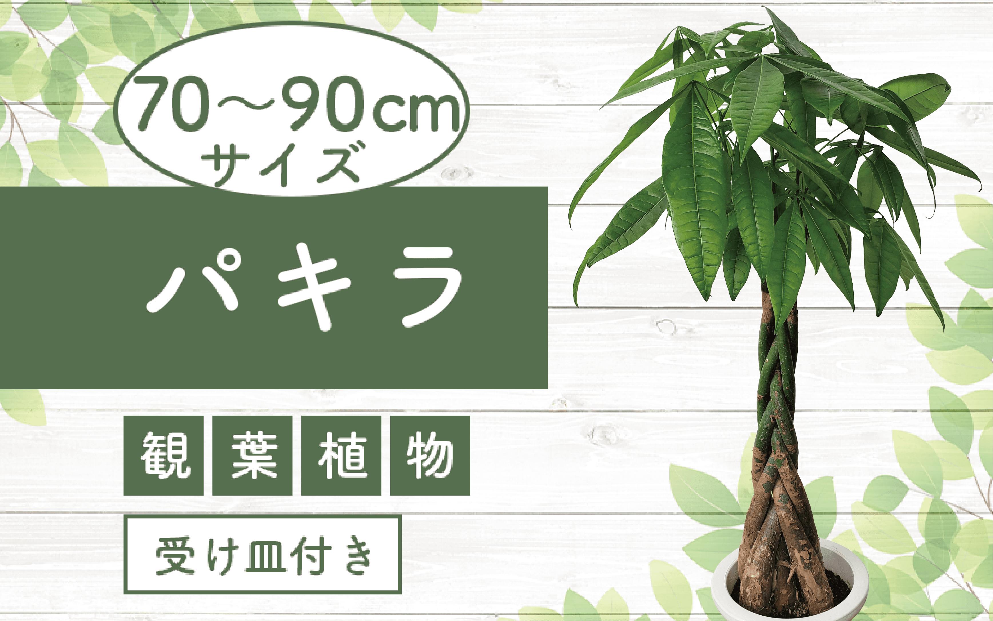 
2025年3月中旬～発送【観葉植物】パキラ70cm～90cm(Green Base/014-1445) 南国鹿児島県で育った 観葉植物！植物 鉢付 インテリア 室内 オフィス おしゃれ プレゼント ギフト 開店祝い 移転祝い マイナスイオン【配送不可地域：北海道・沖縄県・離島】
