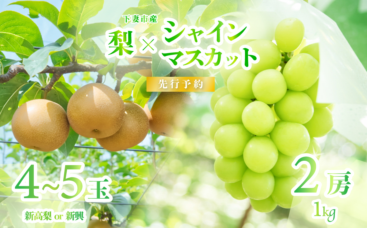 【 2026年 先行予約 】 シャインマスカット ＆ 梨 食べ比べセット シャインマスカット 2房 約1kg ＋梨 4~5玉（新高梨又は新興） 【 2026年9月中旬頃〜10月上旬発送予定 】 【 フルーツ 果物 ぶどう ブドウ 葡萄 シャイン マスカット 梨 新高梨 新興 茨城県産 国産 人気 農園 スイーツ お取り寄せ 】