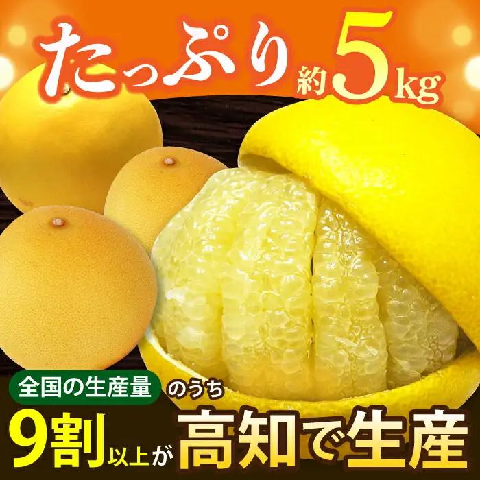 【先行予約】 南国高知温室土佐文旦 約5kg 7玉〈2026年11月中旬〜2027年2月中旬頃発送〉/ 文旦 ぶんたん 5kg 5キロ 温室 果物 フルーツ デザート 柑橘 南国 土佐 高知 名物 名