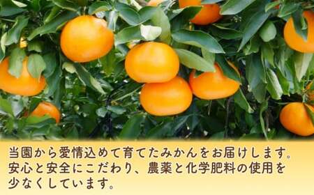 【先行予約】訳あり せとか 3kg みかん 柑橘 オレンジ フルーツ 愛媛 愛南 吉田農園