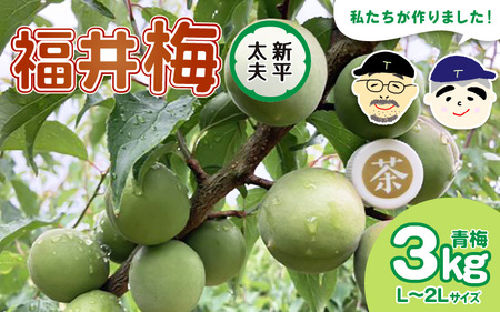 【先行予約】【福井特産】 福井梅（新平太夫）青梅 3kg（L～2L サイズ）【2025年6月以降順次発送】 梅 福井梅 生梅 青梅 完熟梅 梅干し 梅酒 梅干 梅シロップ 梅ジャム 梅ジュース 果物 梅肉 ウメ うめ [m74-a002]
