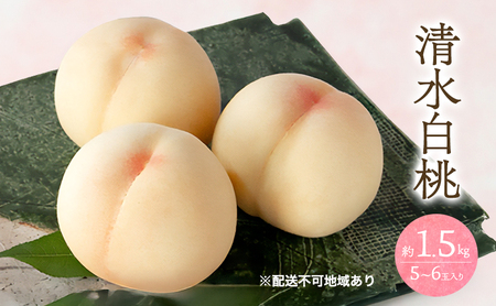 桃 2026年 先行予約 清水 白桃 1.5kg 5～6玉 もも モモ 岡山 国産 フルーツ 果物 ギフト 桃茂実苑