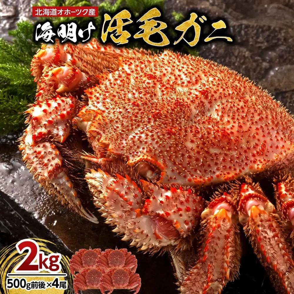 【2027年先行予約／着日指定可】北海道オホーツク産海明け活毛ガニ　ボイル未冷凍配送(チルド 冷蔵配送)　500g前後　4尾 | 毛ガニ_03502
