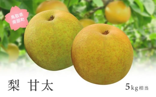 【YA07】甘太［梨］（5kg箱）2026年9月下旬出荷予定＜数量限定＞【先行予約】