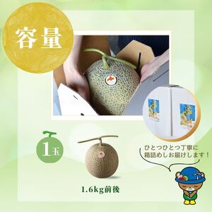 【2026年7月中旬から発送】とままえメロン 1玉 1.6kg前後 大玉サイズ 北海道産 先行 予約 受付 赤肉 甘い 糖度14度 旬 産地直送 めろん フルーツ 果物 デザート 北海道 苫前町 とま