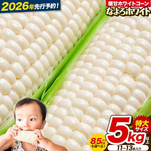 【ふるさと納税】とうもろこし ホワイトコーン 「 なよろホワイト 」 5kg 以上 11～13本 8.5kg 以上 20～22本 【2026年8月上旬-9月中旬頃出荷】 特大 サイズ北海道 朝採り なよろホワイト　名寄ホワイト　真空予冷 冷蔵 高糖度 ピュアホワイト トウモロコシ お中元 コーン