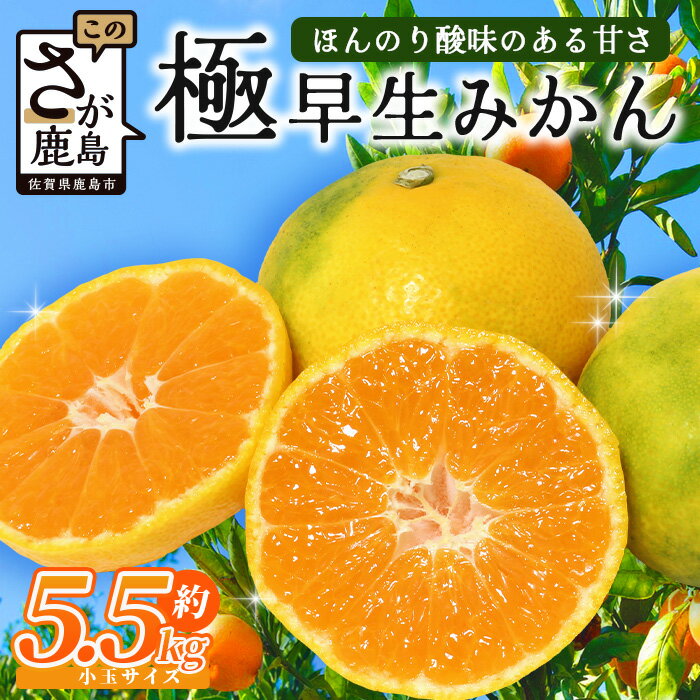 【ふるさと納税】【先行受付】《10月頃からお届け》平倉果樹園 極早生みかん 約5.5kg ｜小玉 みかん ミカン 蜜柑 果物 フルーツ S〜2S 佐賀県 鹿島市 送料無料 B-342