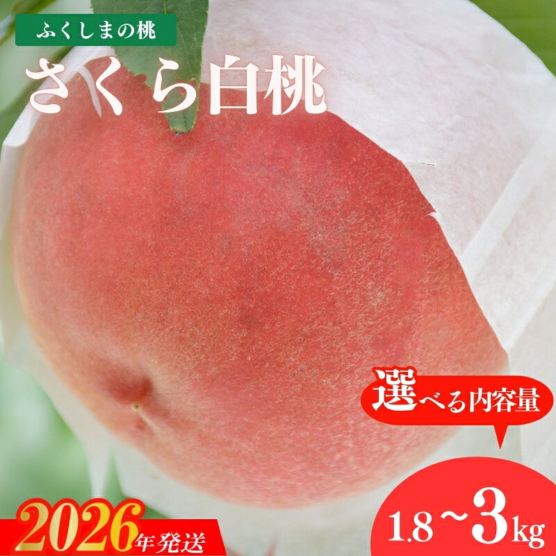 【ふるさと納税】古井果樹園 もも 晩成種「さくら白桃」約1.8kg 約3kg【2026年発送　先行予約】