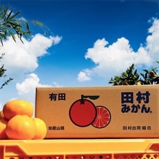 【先行受付】和歌山 湯浅町産 田村みかん 5kg　【2Sサイズ】