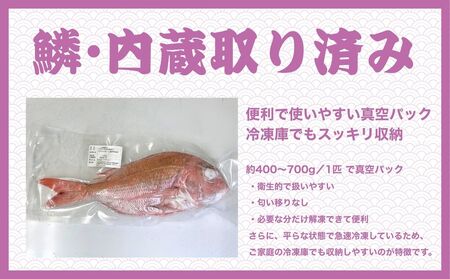 瀬戸内 天然真鯛 丸ごと姿(うろこ・内臓除去済) 2～3匹入り 合計1kg｜たい タイ 鯛 真鯛 急速冷凍 下処理済み 刺身 焼き魚 塩焼き カルパッチョ【お正月 おせち お食い初め 百日祝い 祝い事