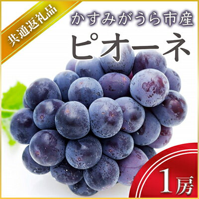 【ふるさと納税】【2025年7月上旬より順次発送予定】ピオーネ　1房(県内共通返礼品:かすみがうら市産)【配送不可地域：離島・沖縄県】 (BR043)