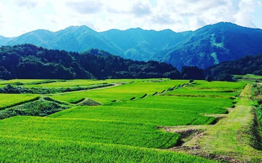 【令和7年産米】 棚田米コシヒカリ 白米1.2kg（300g×4袋）+ 棚田米コシヒカリのパックごはん(150g×4個)セット 計1.8kg 新潟県村上市岩船産 1067082